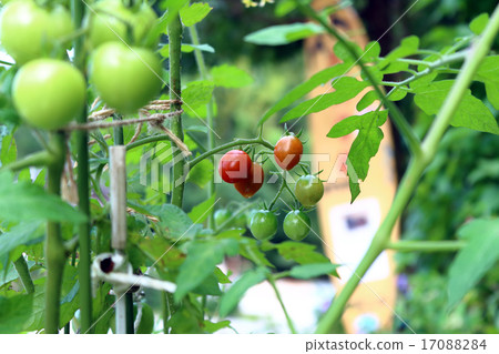 番茄（家庭花園） 17088284