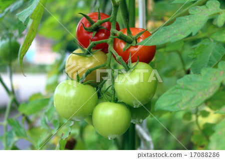 番茄（家庭花園） 17088286