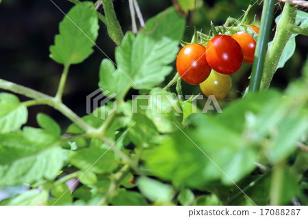 番茄(家庭花園) 番茄(家庭花園) 17088287