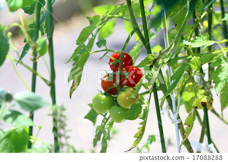 Tomato (home garden) 17088288