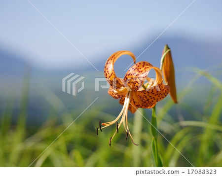 Konioni和麻生太郎 17088323