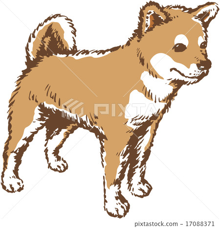 狗 狗 17088371