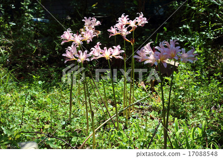 Natsuisen Sen Natsuisen Sen 17088548