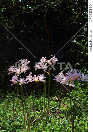 Natsuisen Sen 17088550