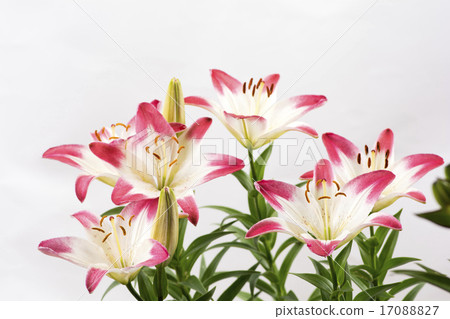 White and red two-tone color flower lily flowers 17088827
