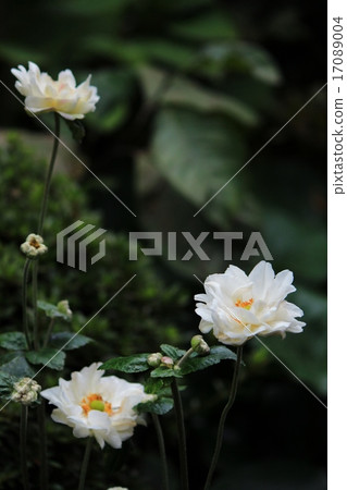 White peony blossom in peony bloom White peony blossom in peony bloom 17089004