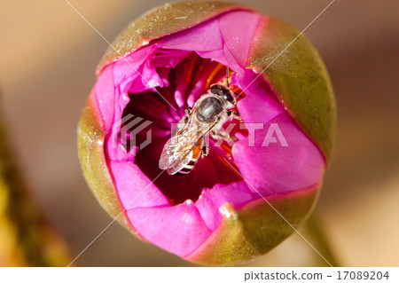 close up of pink lotus and bee 17089204