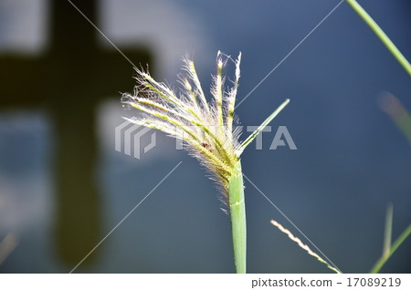 grass flower near the canal 17089219