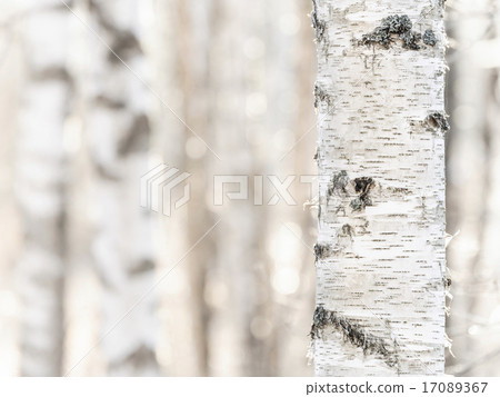 Birch Birch 17089367