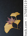 momiji and gingo leaves on black background 17089519