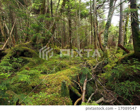 北八岳的森林覆蓋著苔蘚 北八岳的森林覆蓋著苔蘚 17089547
