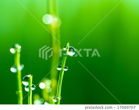 與早晨露水的馬尾 17089707