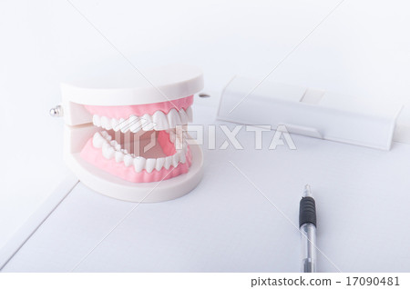 Tooth model Tooth model 17090481