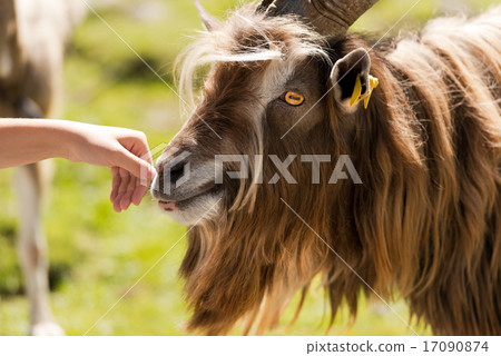 Mountain Male Goat and Human Hand 17090874