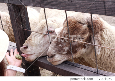 綿羊從孩子那裡餵養 綿羊從孩子那裡餵養 17091069