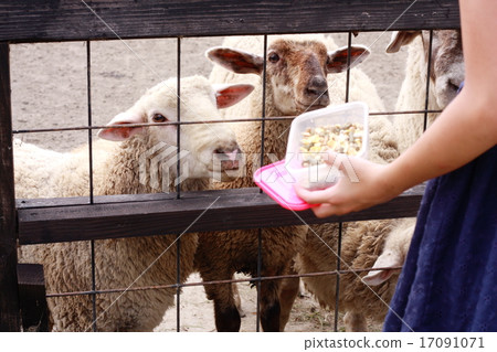 綿羊從孩子那裡餵養 17091071