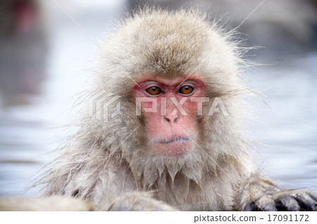 Jigokudani wild monkey park 17091172