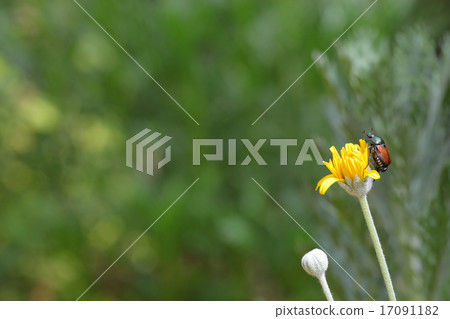 花卉甲蟲和朱利葉斯雛菊花 花卉甲蟲和朱利葉斯雛菊花 17091182