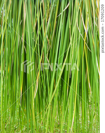 綠色米秸杆6紋理 17091209
