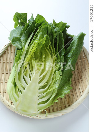 Romaine lettuce 17091233