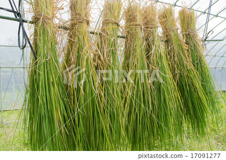 晴朗的米秸杆曬乾的米秸杆 17091277