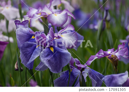 Heian Shinku Shrine iris Heian Shinku Shrine iris 17091305