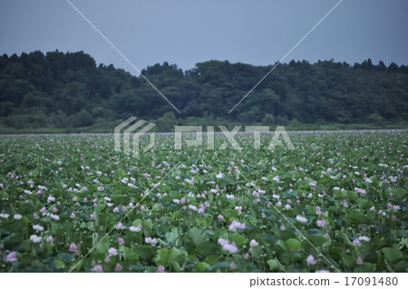 蓮花集團Izunuma·Miyagi 蓮花集團Izunuma·Miyagi 17091480