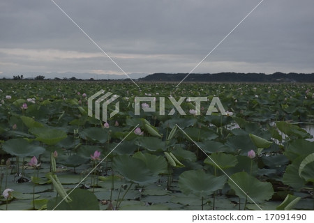 Lotus group Izunuma · Miyagi Lotus group Izunuma · Miyagi 17091490