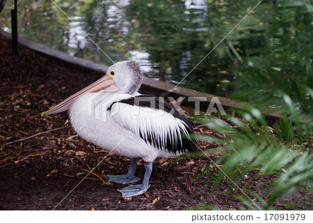 Australian pelican 17091979