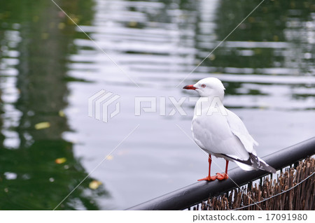 seagull perches on fence seagull perches on fence 17091980