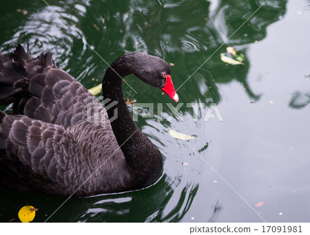 Black Swan 17091981
