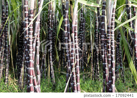 ASIA MYANMAR MYEIK SUGAR 17092441