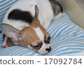Puppy nap 17092784