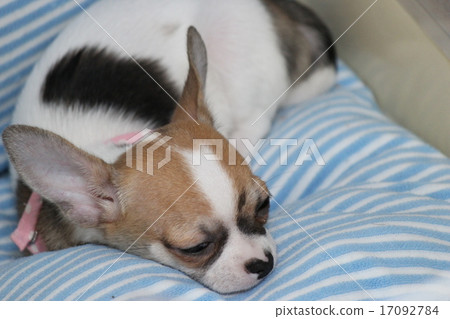 Puppy nap Puppy nap 17092784