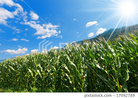 Green Corn Field in Mountain - Trentino Italy 17092789