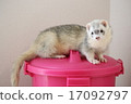 ferret 17092797