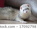 Spoofed ferret 17092798