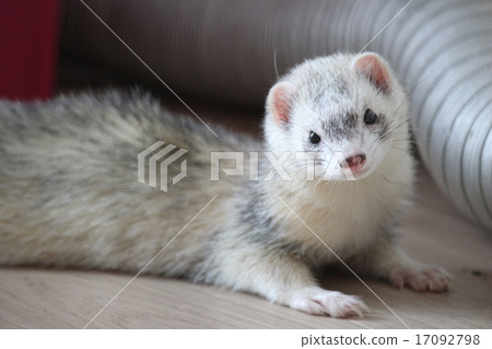 Spoofed ferret Spoofed ferret 17092798