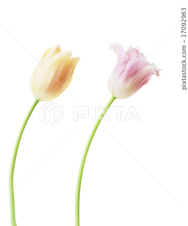 Tulip Tulip 17092963