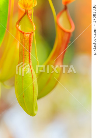 Ugubon Kuzura 17093336