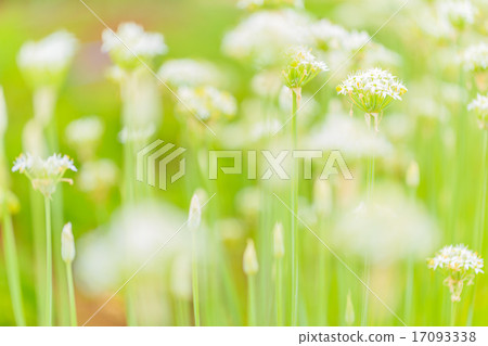 Nira Flower Nira Flower 17093338