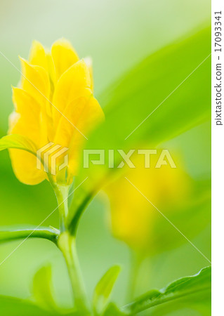 Pakistakis Lutea 17093341