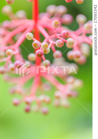 Medinira · Spikiosa Medinira · Spikiosa 17093342