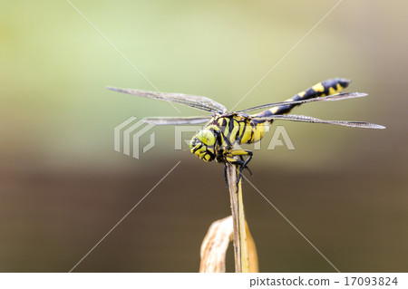 Tilt the neck 17093824