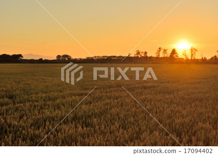 Barley Barley 17094402