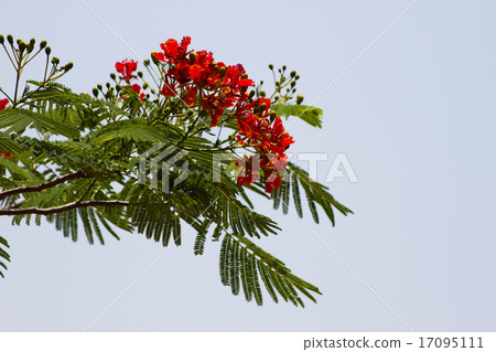 Beautiful red acacia branches. India Goa. Beautiful red acacia branches. India Goa. 17095111