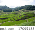 Oniki水稻梯田 17095188