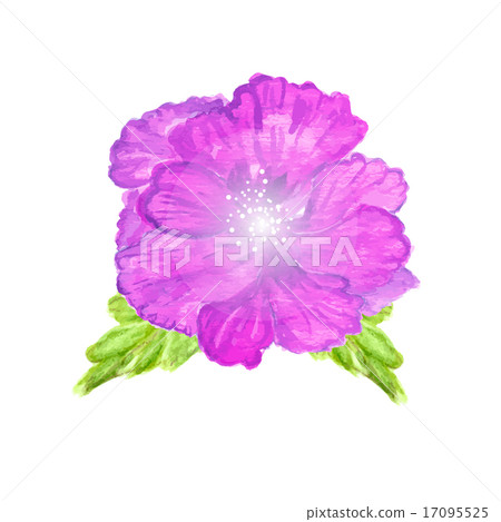 Watercolor painted vector hibiscus. Watercolor painted vector hibiscus. 17095525