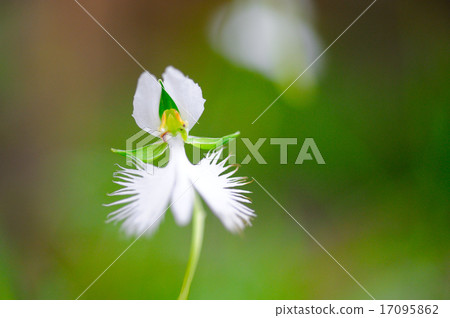 蘭科 蘭科 17095862