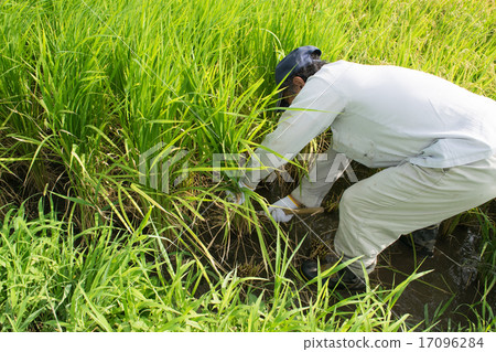 Aota harvest 2 Aota harvest 2 17096284